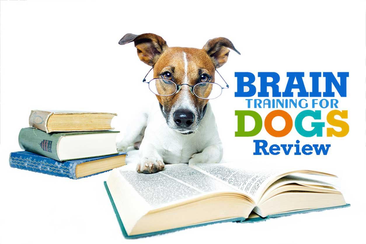 what is brain training for dogs
